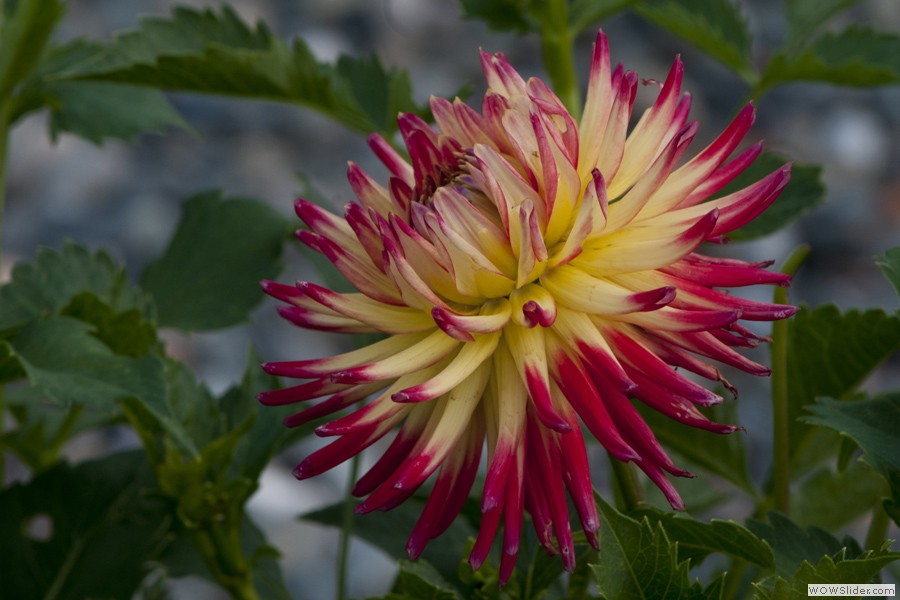 Anne's Flowers
