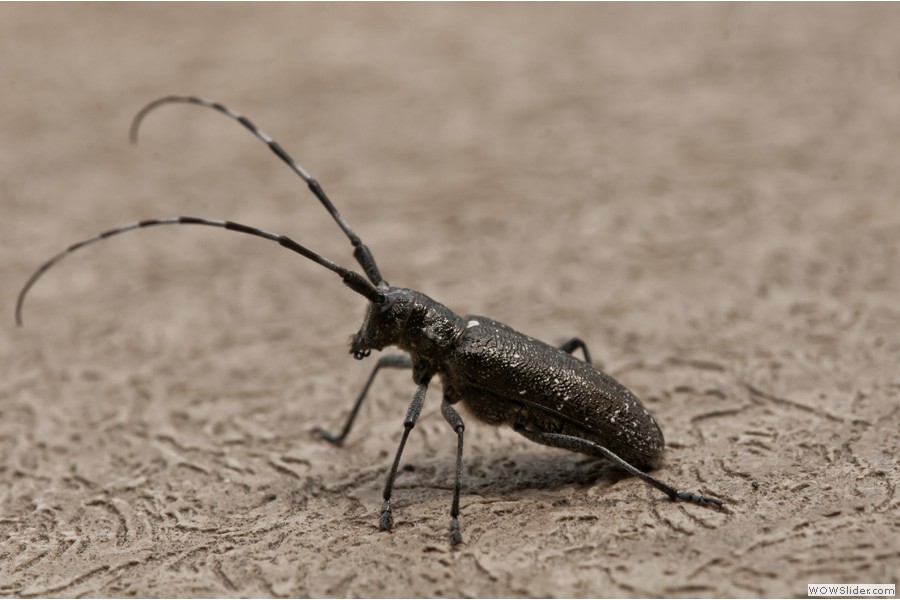 Akiskinook Bug