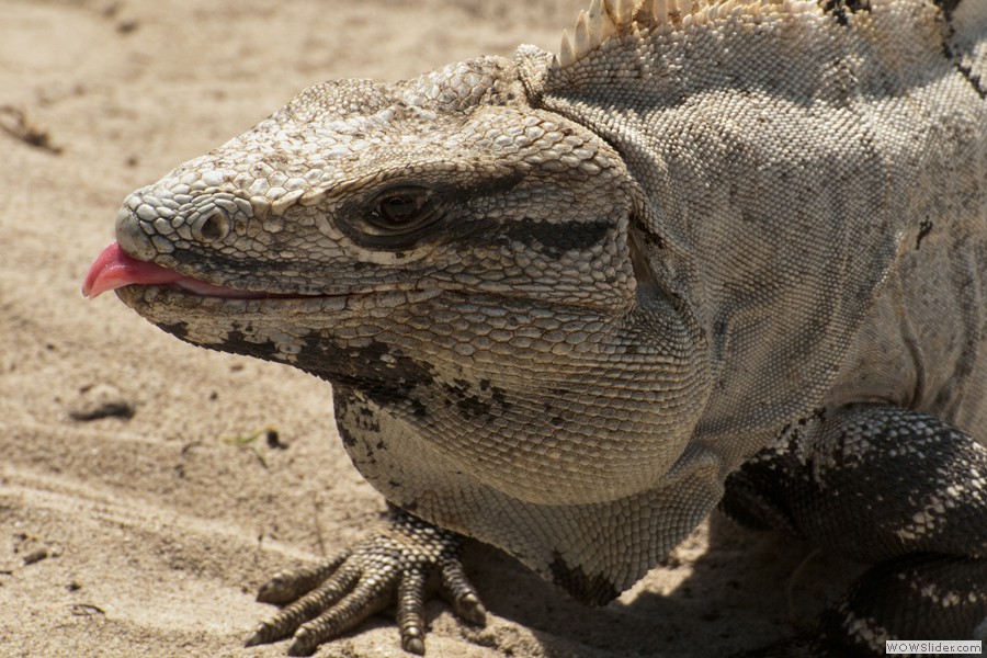 Iguana at Tulum