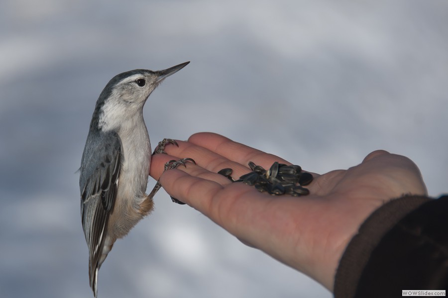 Nuthatch