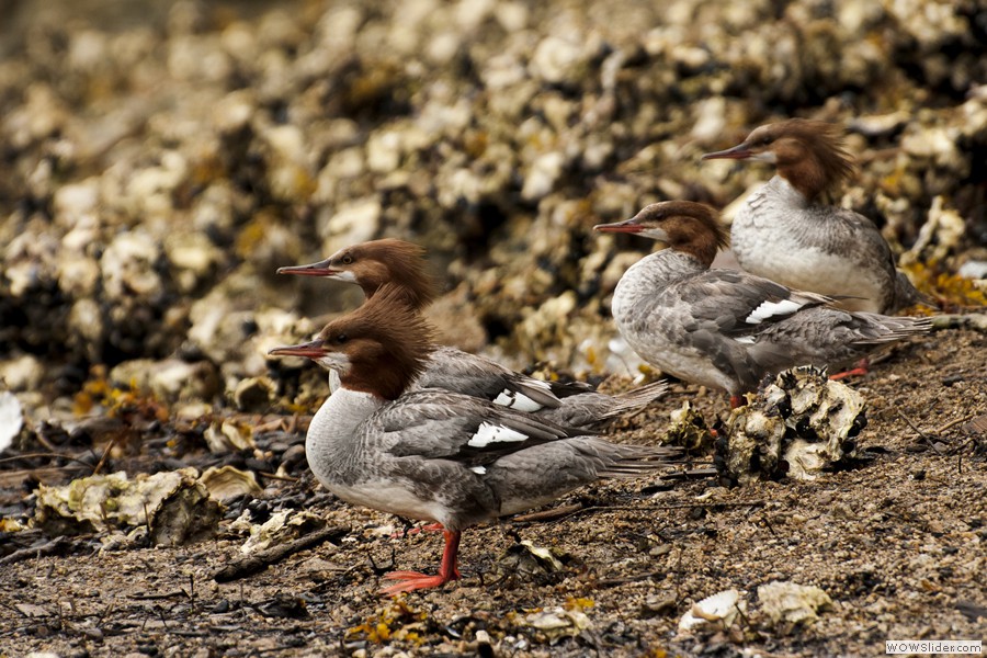 Mergansers in Desolation Sound