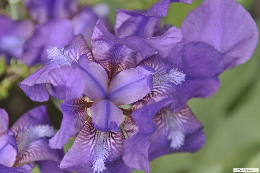 Irises