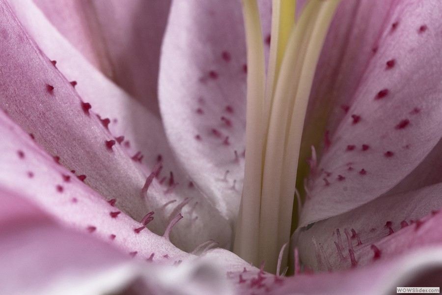 Lily