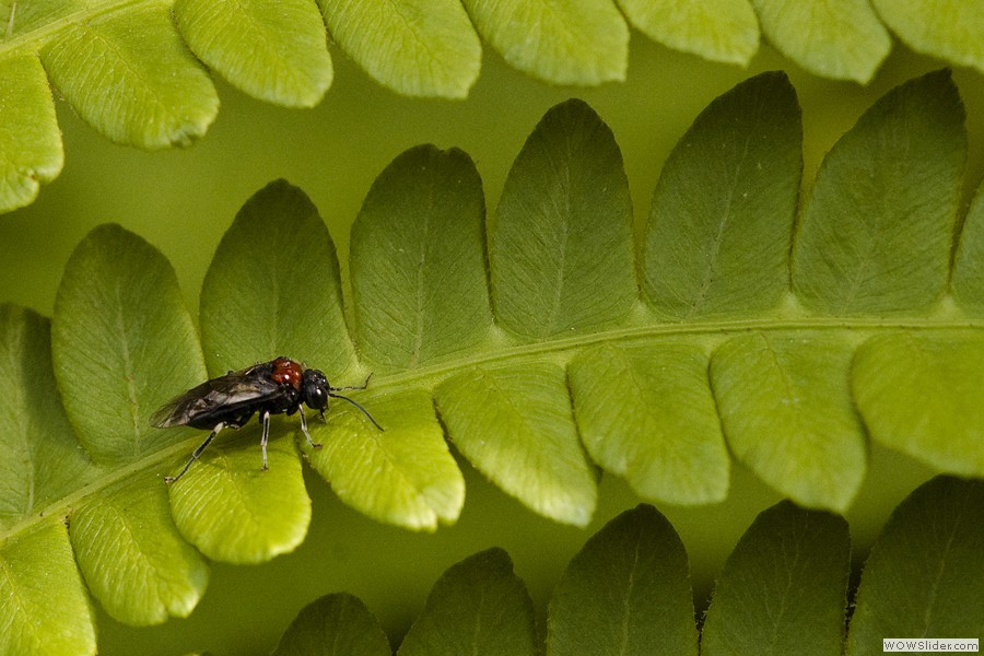 Bug