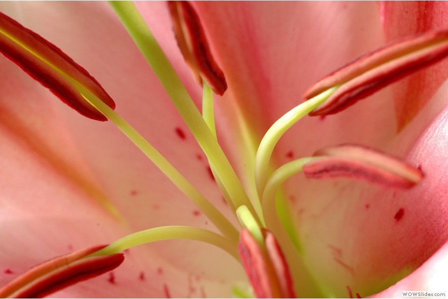 Tiger Lilly